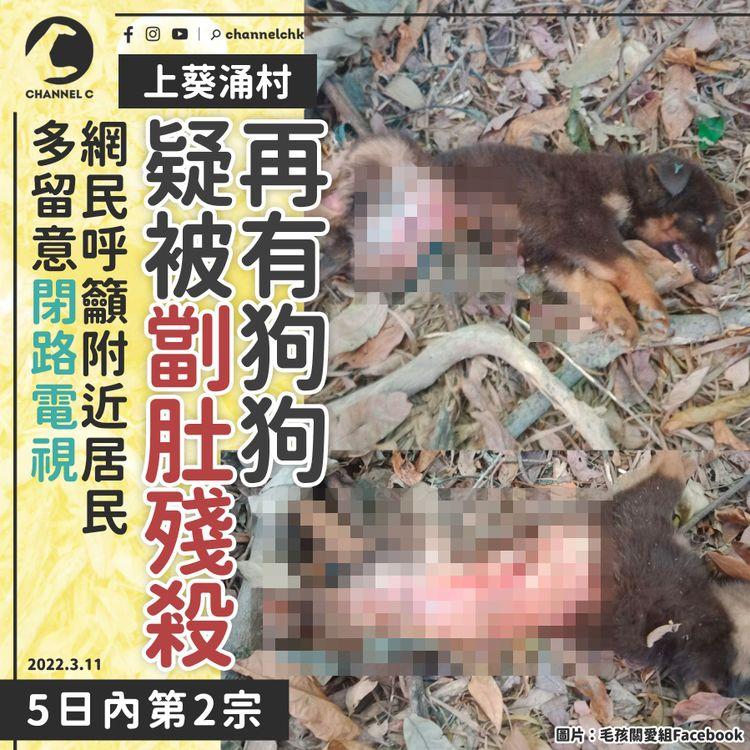 上葵涌村再有狗狗被殺害 5日內2宗相似案件