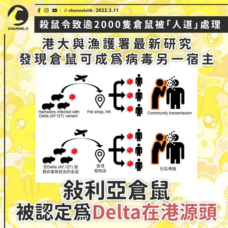 港大漁護署研究：敍利亞倉鼠被認定為Delta在港源頭 倉鼠可成宿主