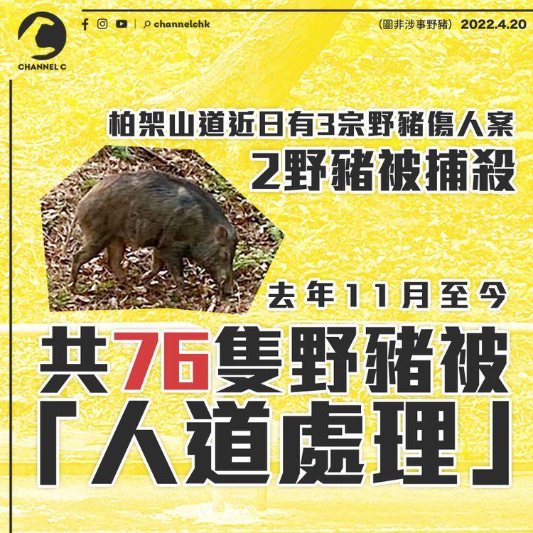 2野豬於柏架山道被捕殺 去年底至今共76野豬被「人道處理」