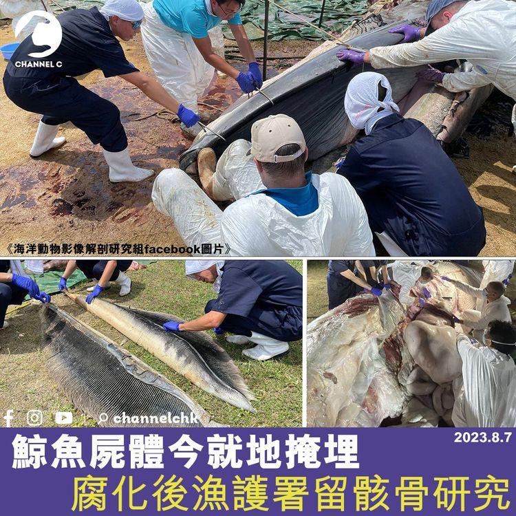 鯨魚屍體今就地掩埋　腐化後漁護署留骸骨研究