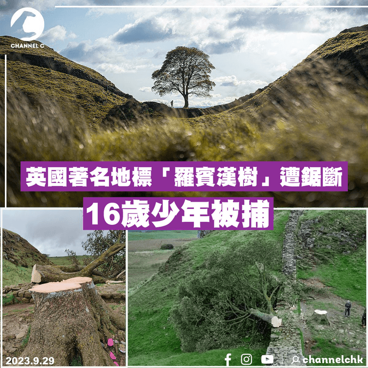 英國著名地標「羅賓漢樹」遭鋸斷　16歲少年被捕