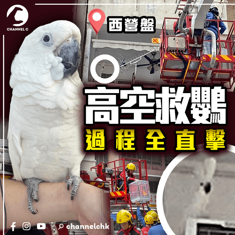 高空救鸚 過程全直擊！雲梯慢慢靠近 鸚鵡一度豎冠 樓下車連呠4下⋯｜西營盤皇后大道西｜齊柏林熱狗店特約爆片爆相