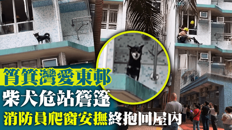 筲箕灣愛東邨柴犬危站簷篷　消防員爬窗安撫終抱回屋內