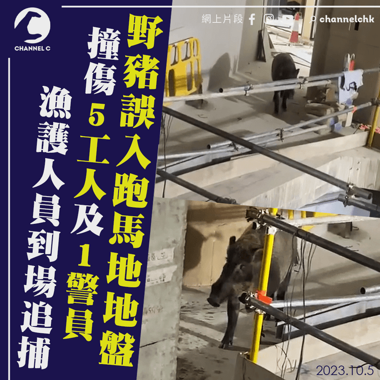 野豬誤入跑馬地地盤　撞傷5工人及1警員　漁護人員到場追捕