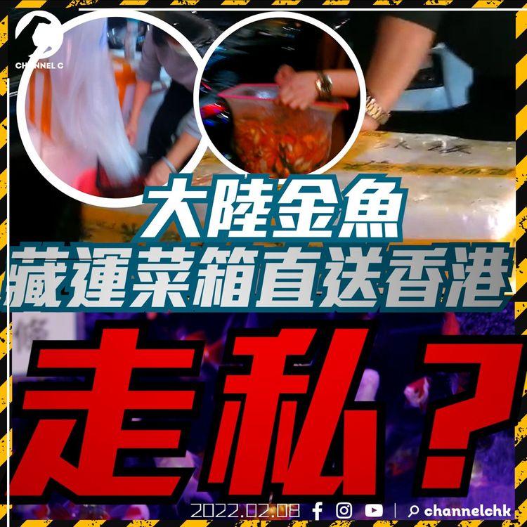 大陸金魚藏運菜箱直送香港 惹走私疑雲