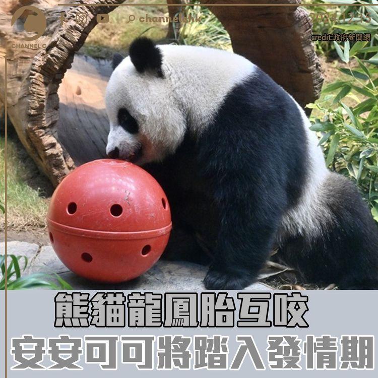 熊貓龍鳳胎互咬　安安可可將踏入發情期