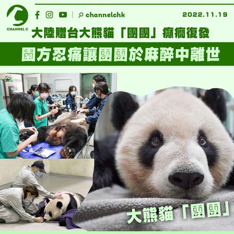 大陸贈台大熊貓「團團」癲癇復發 園方忍痛讓團團於麻醉中離世