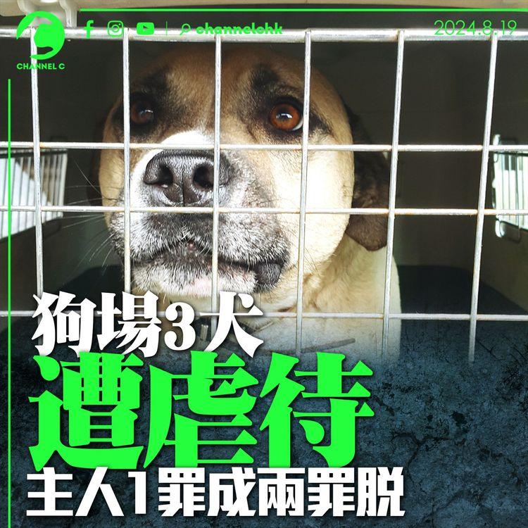 狗場3犬遭虐待　主人1罪成兩罪脫