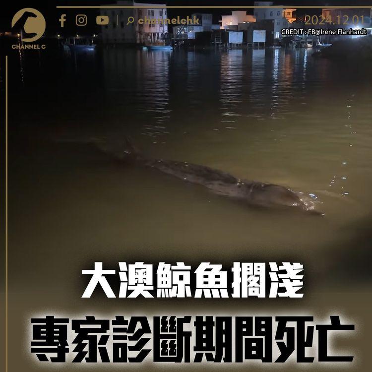 大澳鯨魚擱淺　專家診斷期間死亡