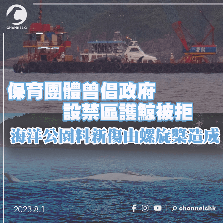 保育團體曾倡政府設禁區護鯨被拒　海洋公園料新傷由螺旋槳造成
