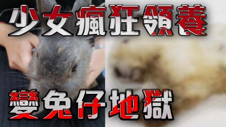 領養悲劇 港人急移民亂送兔 港女領養12隻 一死一傷一重病一失蹤