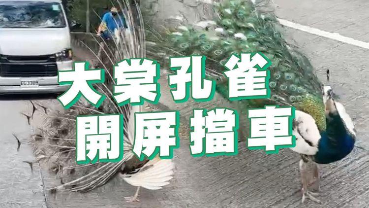 市民直擊大棠孔雀 開屏擋客貨車 對線車輛停駛觀賞 途人大讚「好靚」