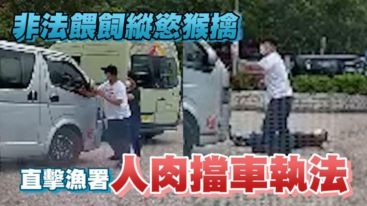 猴擒屯門便利店偷食 非法餵飼縱慾｜直擊漁署英勇執法人肉擋車 倒地受傷報警