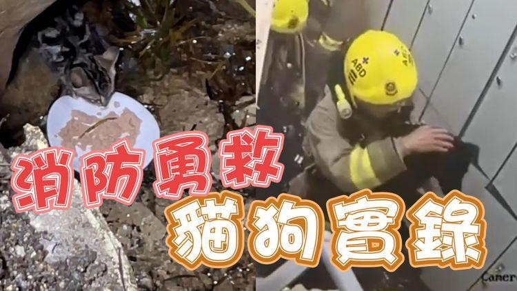 消防連救兩次｜鴨脷洲火場勇救待領養貓狗  葵涌石籬邨再救水渠流浪貓