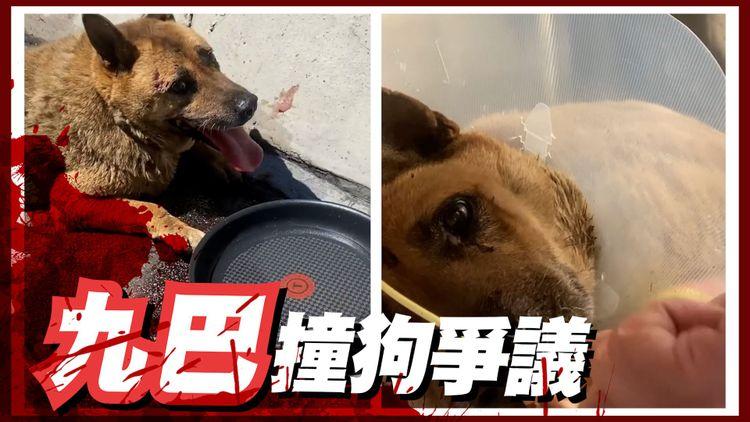 九巴撞狗爭議｜愛狗人士洗版求交待 巴士迷支持不道歉 陸大狀指貓狗屬主人資產可索償
