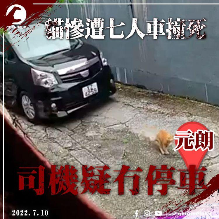 天眼直擊元朗貓慘遭七人車撞死！司機疑違法冇停車 主人2小時後報警｜欖堤東路大發村