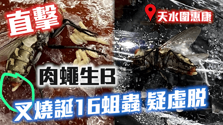 直擊惠康麻蠅誕16蛆蟲疑虛脫｜解構卵胎生肉蠅冷知識 殘食同類兼與法醫鑑證有關｜天水圍天澤商場