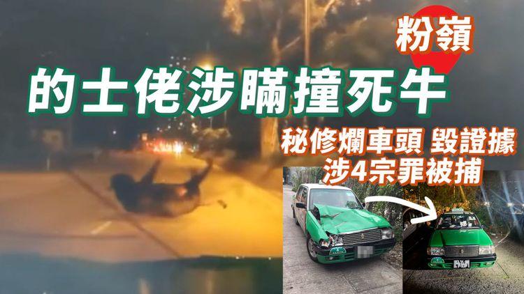 車cam震撼直擊！的士佬涉瞞撞死過路牛 秘修爛車頭毀證據 涉4宗罪被捕｜粉嶺沙頭角公路近龍躍頭