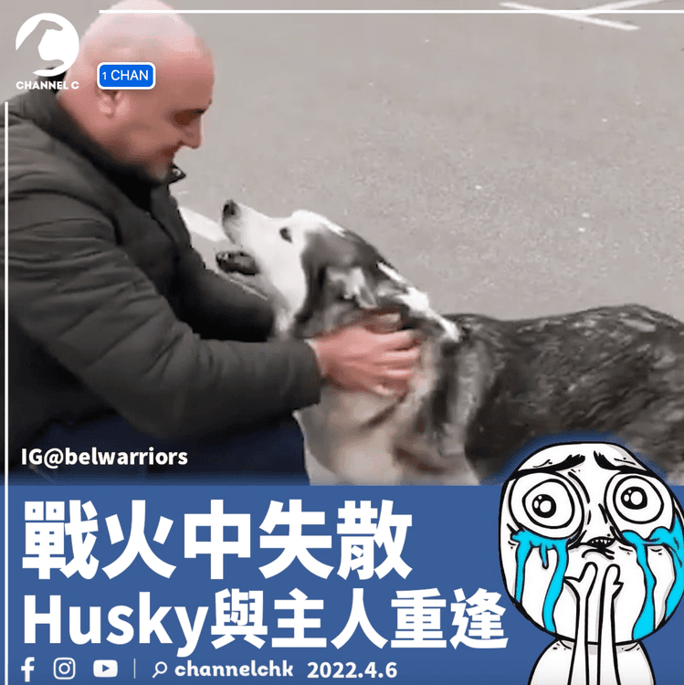 烏俄戰爭｜雪撬犬戰火下與主人失散 重逢一幕令人感動