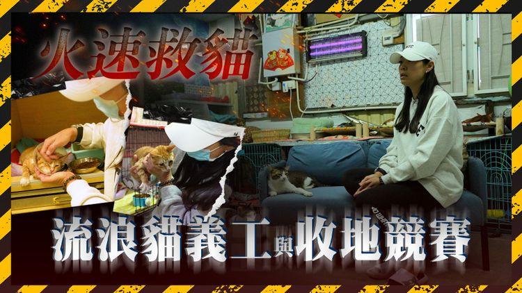 火速救貓！流浪貓義工年中無休 與收地發展競賽！貓B被車撞至肋骨橫膈膜斷裂命懸一線