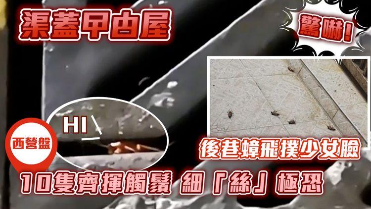 渠蓋曱甴屋｜直擊10隻齊揮觸鬚 細絲極恐！後巷飛蟑撲少女臉 竟與港破紀錄熱浪有關？｜西營盤薄扶林道