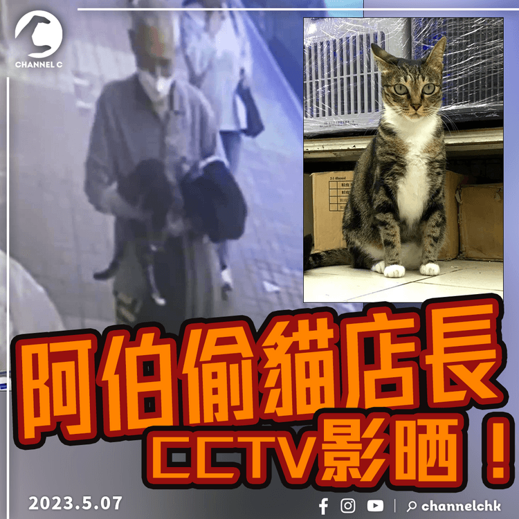 金魚街水族店貓店長被偷　CCTV影晒阿伯盜貓過程！　店主勸阿伯還貓：佢唔適應你嘅環境