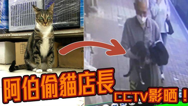 金魚街水族店貓店長被偷　CCTV影晒阿伯盜貓過程！　店主勸阿伯還貓：佢唔適應你嘅環境