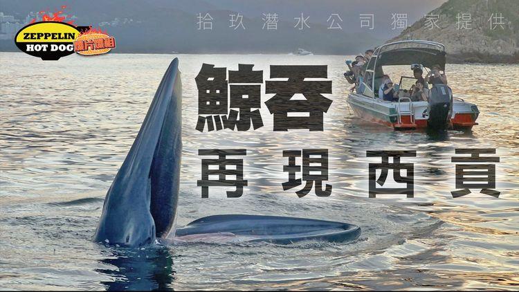 港水域再現鯨魚！潛水員西貢野生捕獲 屢90°口擘擘濺水花｜齊柏林熱狗店特約爆片爆相