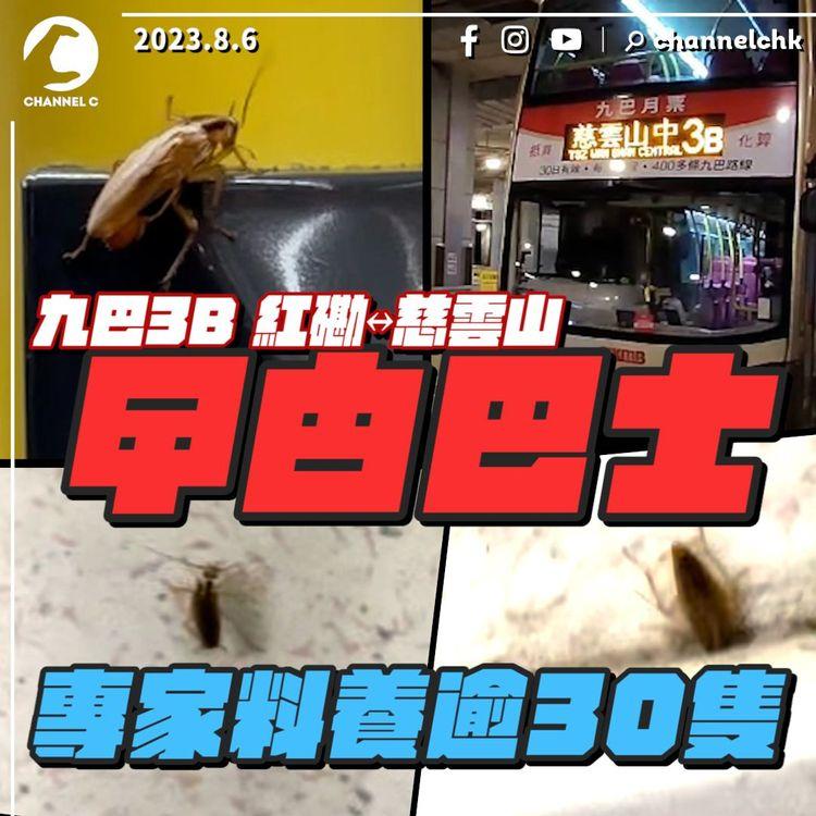 曱甴九巴高清直擊！專家料養逾30隻 猖獗爬鐘 4隻躝座位旁｜解構品種及源頭 總站覓蟑螂蹤｜3B紅磡往慈雲山