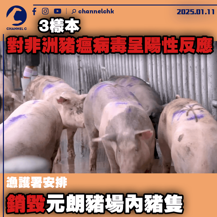 3樣本對非洲豬瘟病毒呈陽性反應　漁護署安排銷毀元朗豬場內豬隻