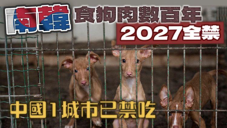 南韓2027禁食狗 屠夫可被判囚 但原來上餐桌數百年 解構禁令契機｜中國1城市已立例禁吃 廣西玉林繼續歎｜SRSWorks特約