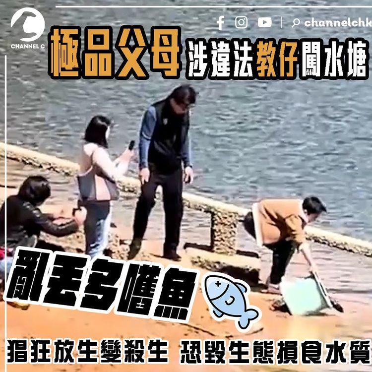 直擊極品父母教仔 涉違法亂丟多嚿魚 入九龍水塘！猖狂放生變殺生 疑冰山一角 恐毀生態損食水質