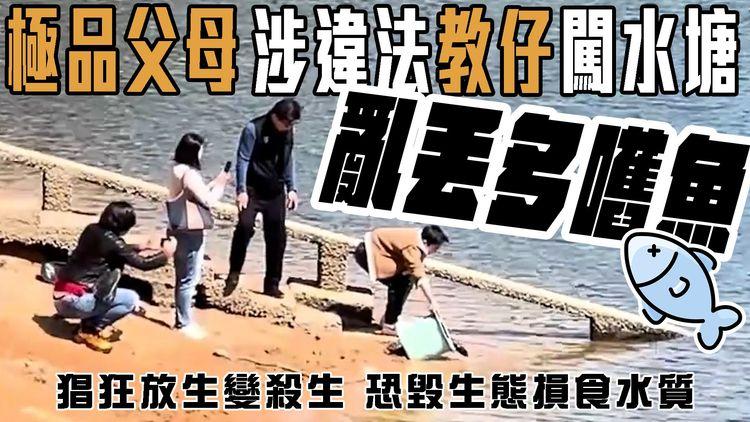 直擊極品父母教仔 涉違法亂丟多嚿魚 入九龍水塘！猖狂放生變殺生 疑冰山一角 恐毀生態損食水質