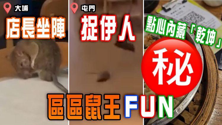 區區鼠王FUN｜大埔「鼠店長」坐陣 屯門活鼠「捉伊人」 同場加映點心內藏「乾坤」！ 食環「無鼠百分比」有無成效？