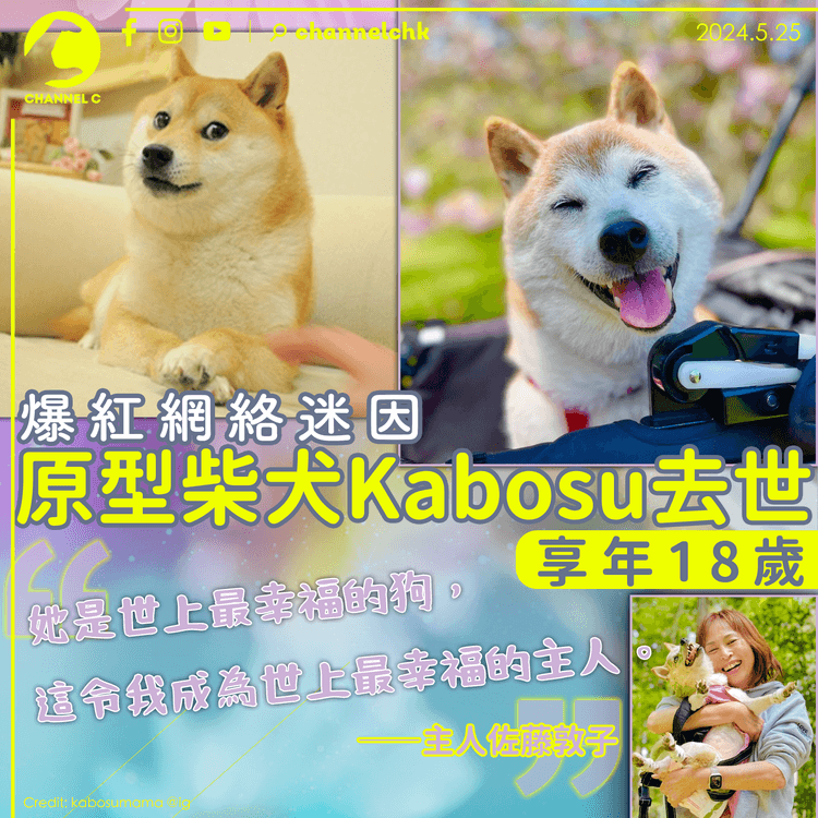 爆紅網絡迷因「Doge」原型柴犬去世　享年18歲　主人：她是全世界最幸福的狗