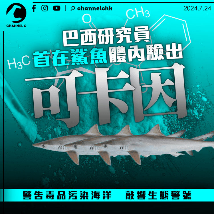 巴西研究員首在鯊魚體內驗出可卡因　警告毒品污染海洋敲響生態警號