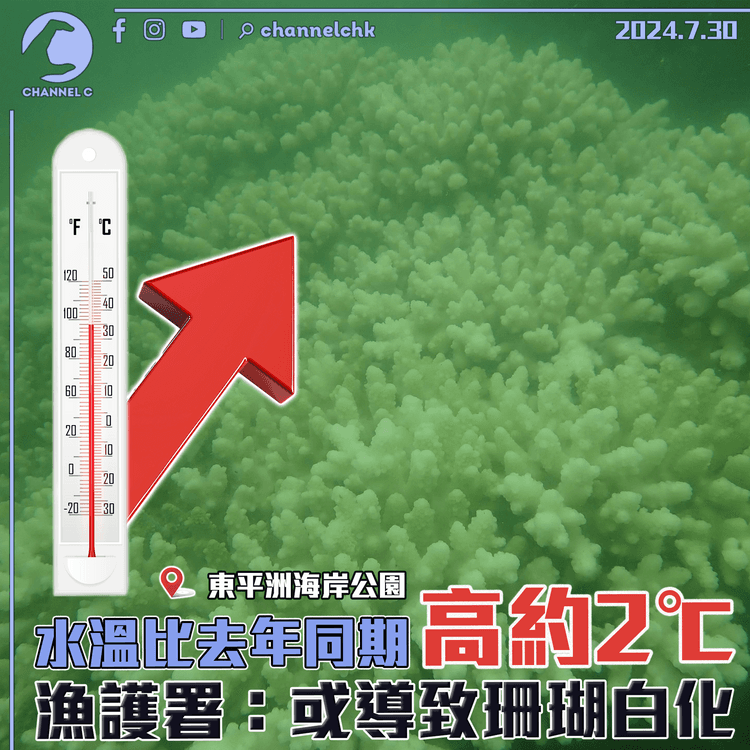 東平洲海岸公園水溫比去年同期高約2℃　漁護署：或導致珊瑚白化