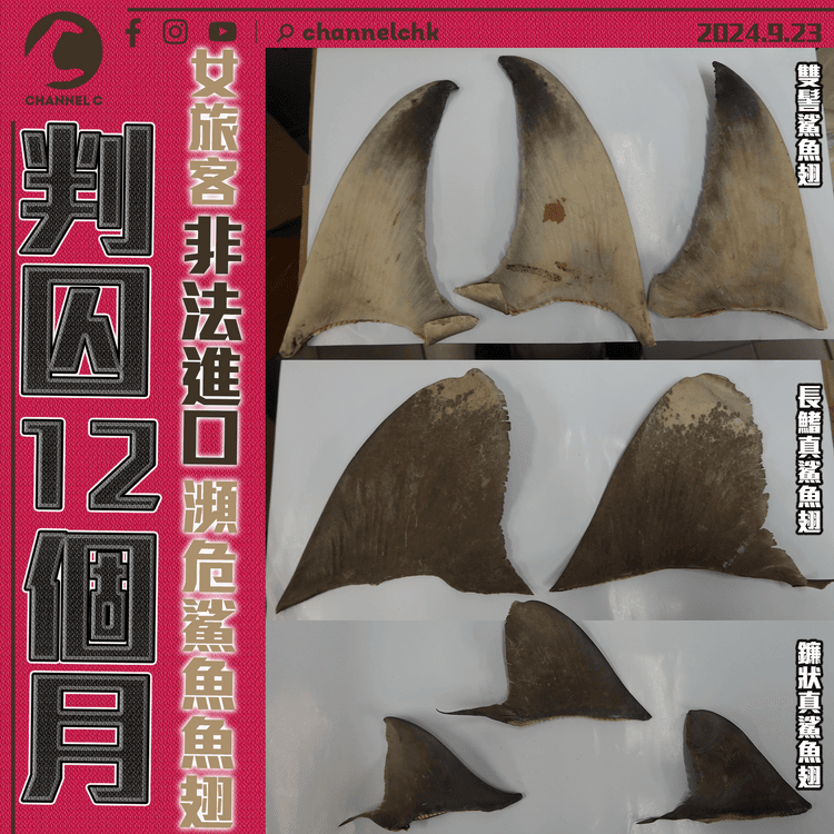 女旅客非法進口瀕危鯊魚魚翅　判囚12個月