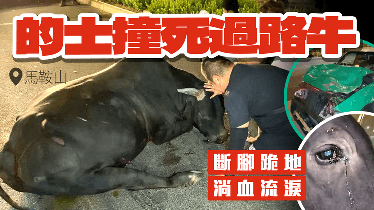 神仙B的士撞死過路牛！4歲牛慘遭撼斷腳跪地 淌血流淚 經街坊安撫終斷氣｜馬鞍山西沙路