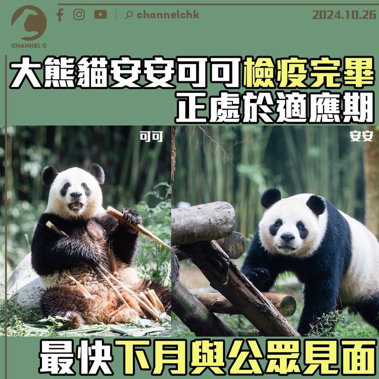 大熊貓安安可可檢疫完畢 正處於適應期　最快下月與公眾見面