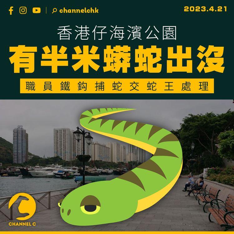 香港仔海濱公園有半米蟒蛇出沒 職員鐵鈎捕蛇交蛇王處理