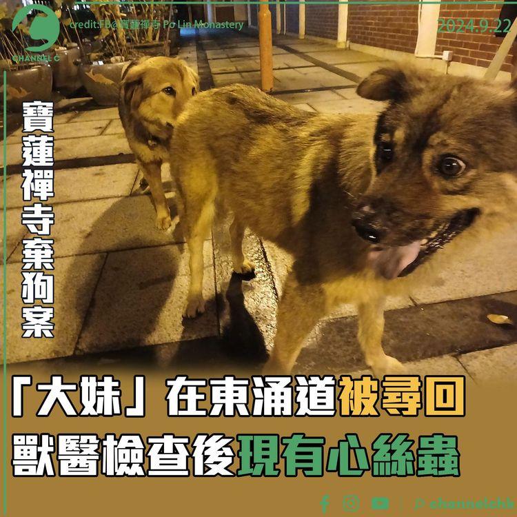 寶蓮禪寺棄狗案　「大妹」在東涌道被尋回　獸醫檢查後現有心絲蟲
