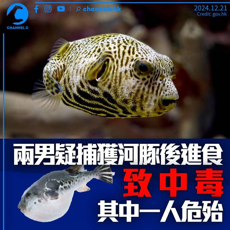 兩男捉河豚後煮食中毒1人危殆　咀邊四肢麻痺呼吸困難
