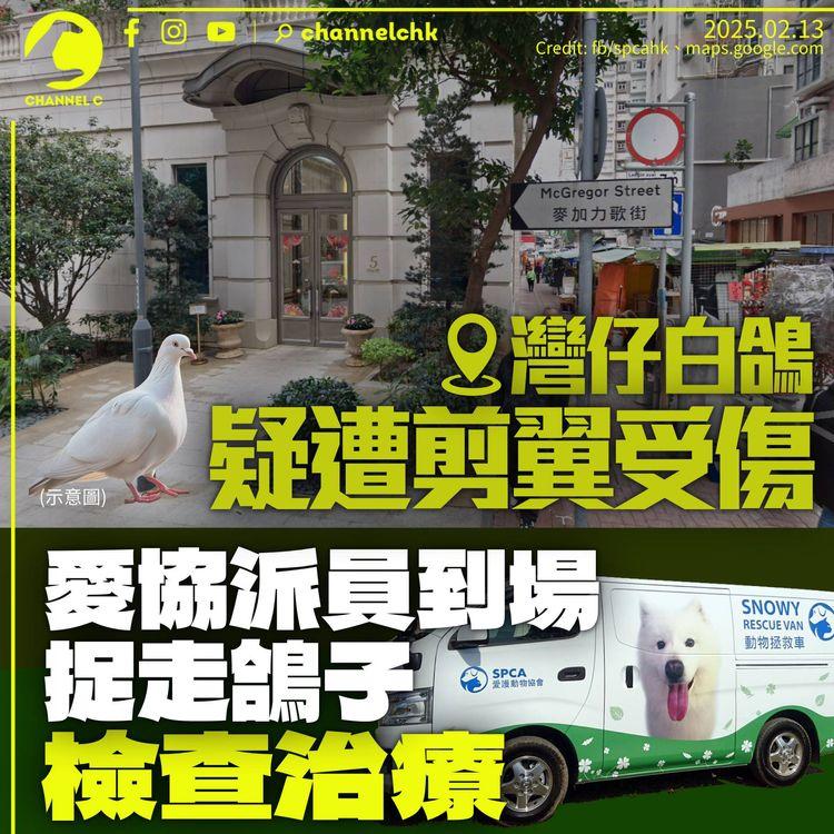 灣仔街頭白鴿疑被人剪翼　警列殘酷對待動物　愛協捉走鴿子檢查治療