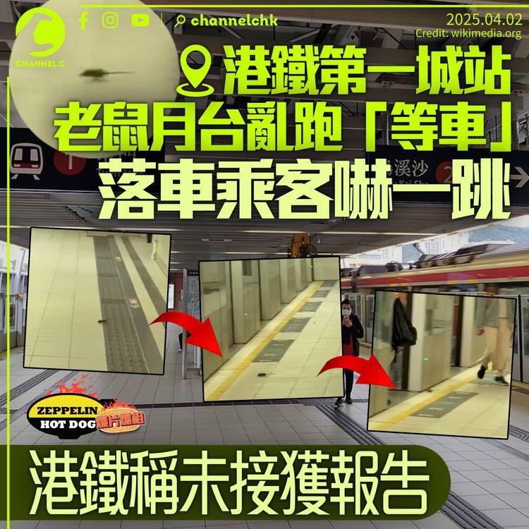 老鼠第一城站月台「等車」　落車乘客嚇一跳　港鐵：近日沒接到報告｜齊柏林熱狗店特約爆片爆相