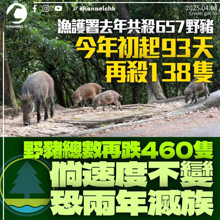 漁護署證去年人道毀滅657隻野豬　全港數量僅餘900隻　若速度不變或兩年後滅族