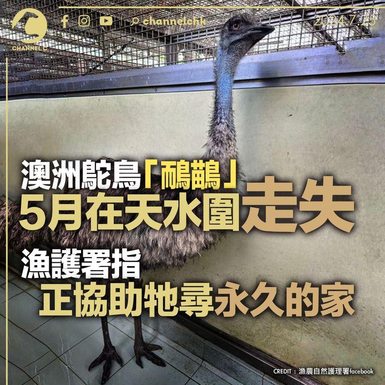 澳洲鴕鳥「鴯鶓」5月在天水圍走失　漁護署指正協助牠尋永久的家
