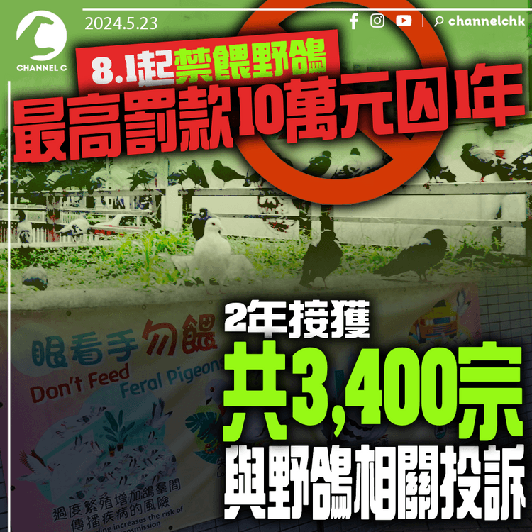 8.1起禁餵野鴿　最高罰款10萬元囚1年　2年接獲共3,400宗與野鴿相關投訴