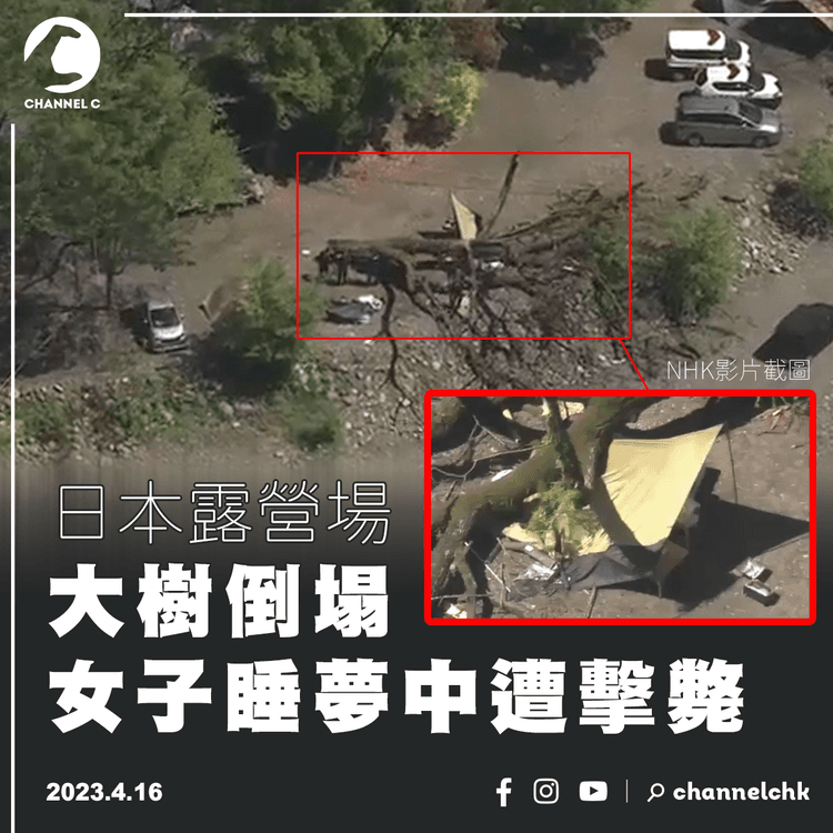 日本露營場大樹倒塌 女子睡夢中遭擊斃