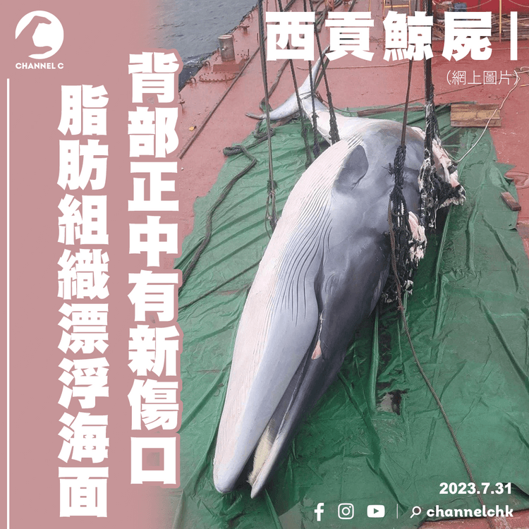 西貢鯨屍︱背部正中有新傷口　脂肪組織漂浮海面